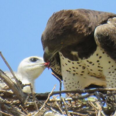 Diurnal birds of prey in East Africa – common to rare