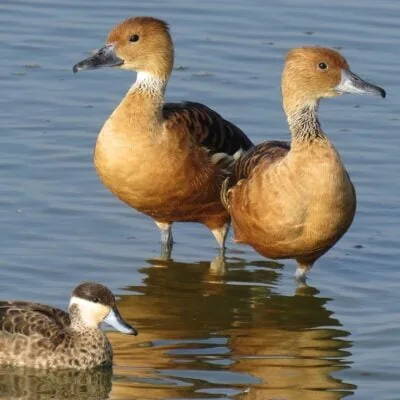 Ducks and Geese in East Africa – from common to rare