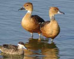 Enten und Gänse in Ostafrika – von häufig bis selten