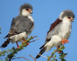 Falcons, hobbies and kestrels in East Africa