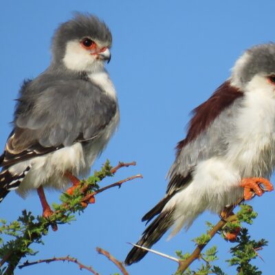 Falken in Ostafrika von häufig bis selten