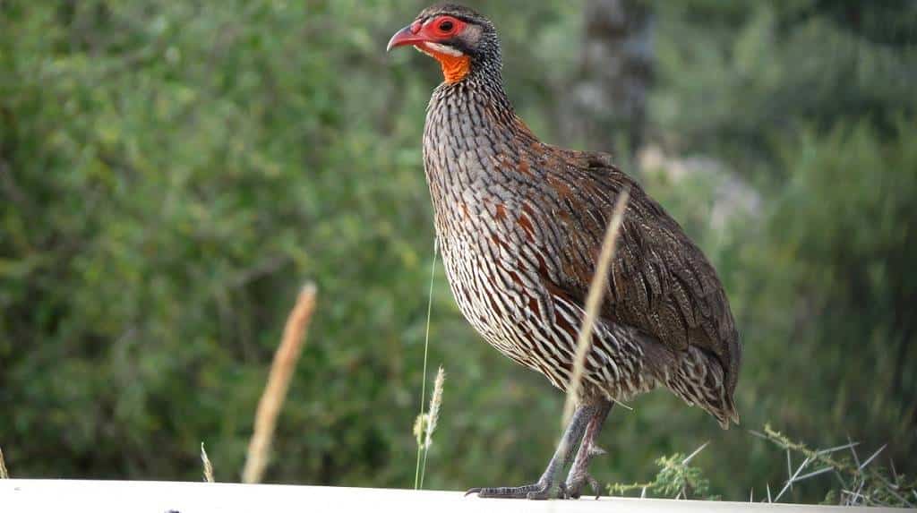 Francolin