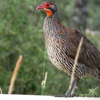 Perlhühner und Frankoline in Ostafrika