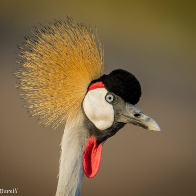 Kronenkraniche, Rallen, Binsenralle, Sumpfhuhn, Blesshuhn u.a.
