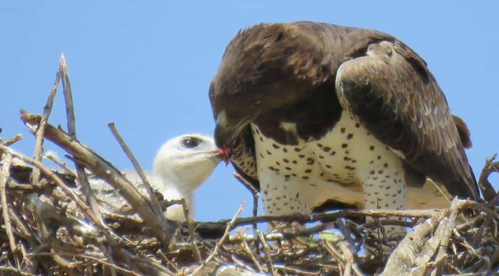Tagaktive Greifvögel
