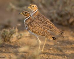 Shorebirds to Coursers in East Africa