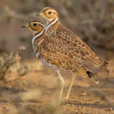 Shorebirds to Coursers in East Africa