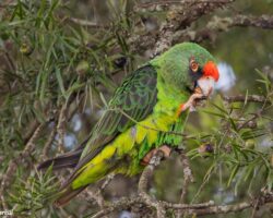 Sandgrouses, Doves and Parrots in East Africa