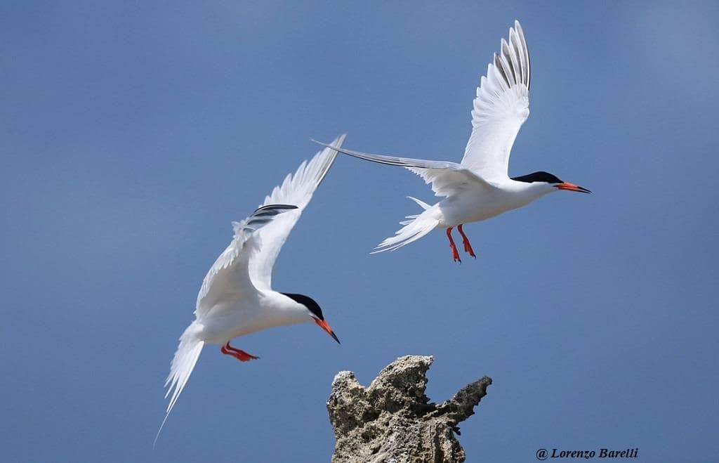 Roseate Tern