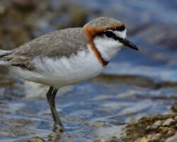 Regenpfeifer und Kiebitze in Ostafrika