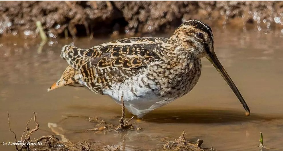 Waders - snipes 2 godwits to shorebirds East Africa