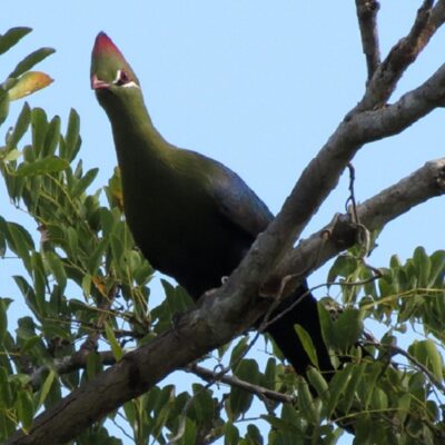 Turakos und Lärmvögel endemisch in Afrika