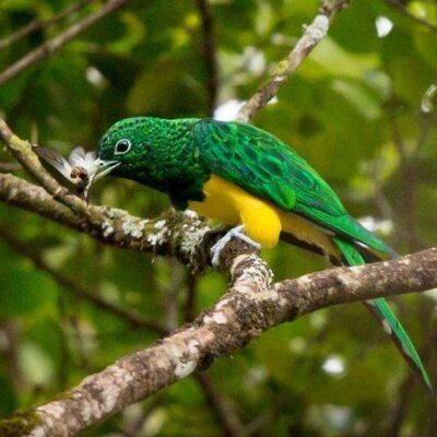 Cuckoos, Malkohas and Coucals in East Africa