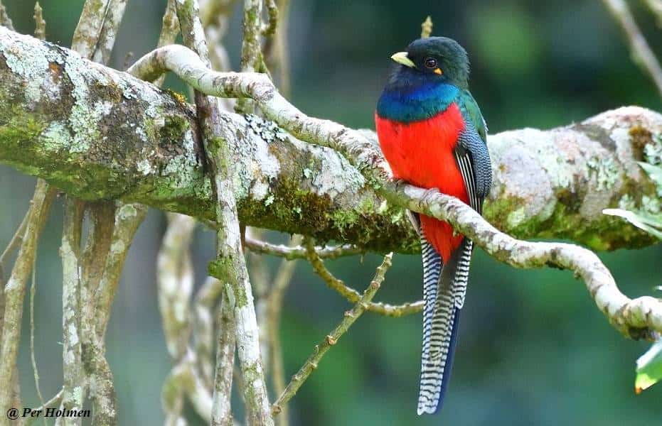 Trogon