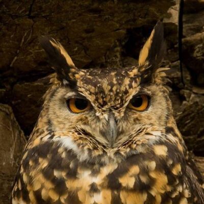 Owls, Eagle-Owls, Scops-Owls, Owlets