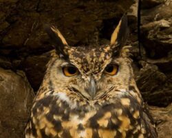 Eulen, Uhu, Kauz, Zwergkauz, Weissgesichtseule in Ostafrika