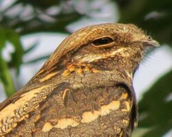 Nachtschwalben – die Jäger in der Dunkelheit