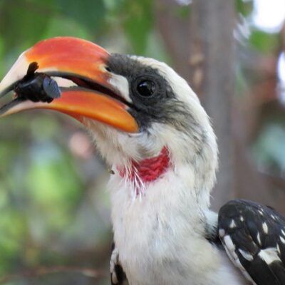 Hornbill, Ground Hornbill, Hoopoe & Wood-Hoopoe in East Africa