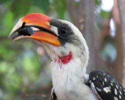 Hornrabe, Toko, Wiedehopf, Baumhopf, Hopf in Ostafrika