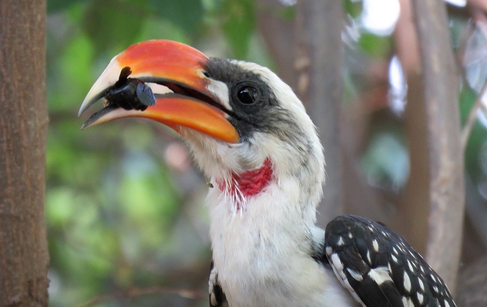 Jacksontoko - Hornrabe