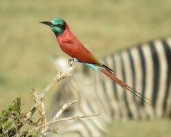 Attractive Bee-eaters and Rollers in East Africa