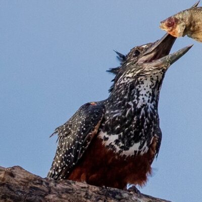 Eisvogel Arten in Ostafrika