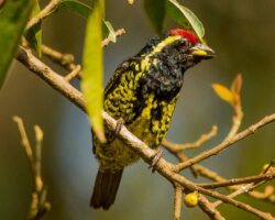 Afrikanische Bartvogel und Bärtling Arten in Ostafrika