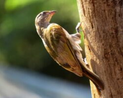Interessante Honiganzeiger Arten in Ostafrika
