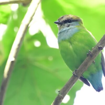 Pitta und Breitrachen Arten in Ostafrika, 1 endemisch