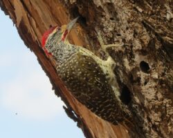 Woodpecker, Piculet and 2 Wryneck in East Africa