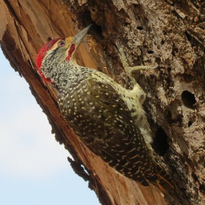 Interessante Specht und 2 Wendehals Arten Ostafrika