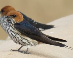 Swallows, Martins and Saw-wings in East Africa