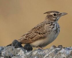 24 Larks and Sparrow-Larks in East Africa from common to rare