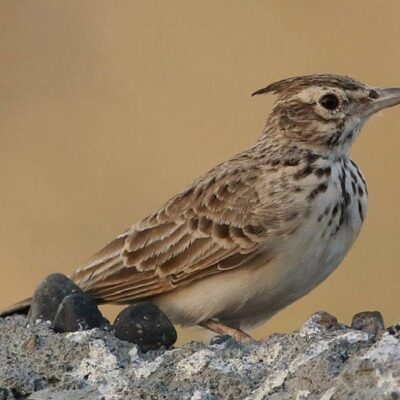24 Larks and Sparrow-Larks in East Africa from common to rare
