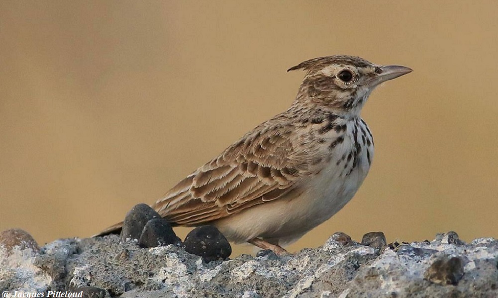 Sparrow-Larks