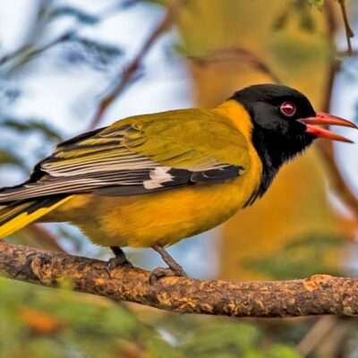 Cuckooshrikes, Drongos, Orioles, Crows in East Africa