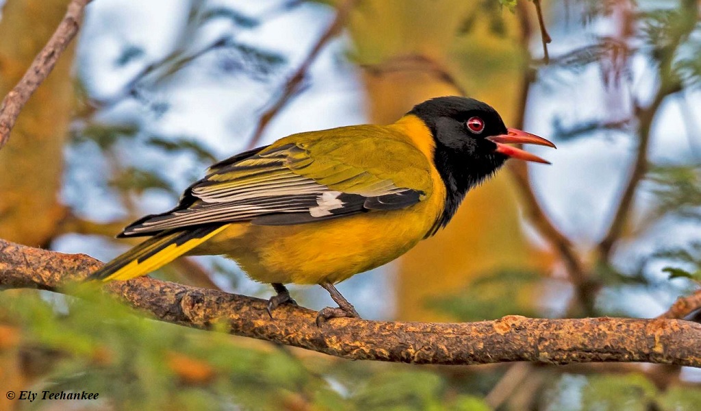 Orioles, Cuckooshrike, Drongo