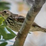 Pipits, Wagtails and Longclaws in East Africa