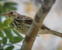 Pipits, Wagtails and Longclaws in East Africa