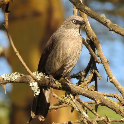Babblers and Illadopsis endemics and common in East Africa