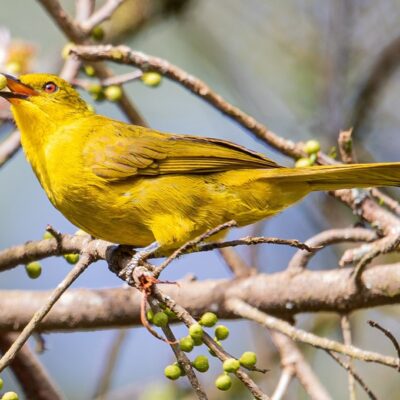 Bülbül und 3 Tropfenvogel Arten in Ostafrika