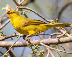 Bulbul, Greenbul, Brownbul, Leaflove, 3 Nicator
