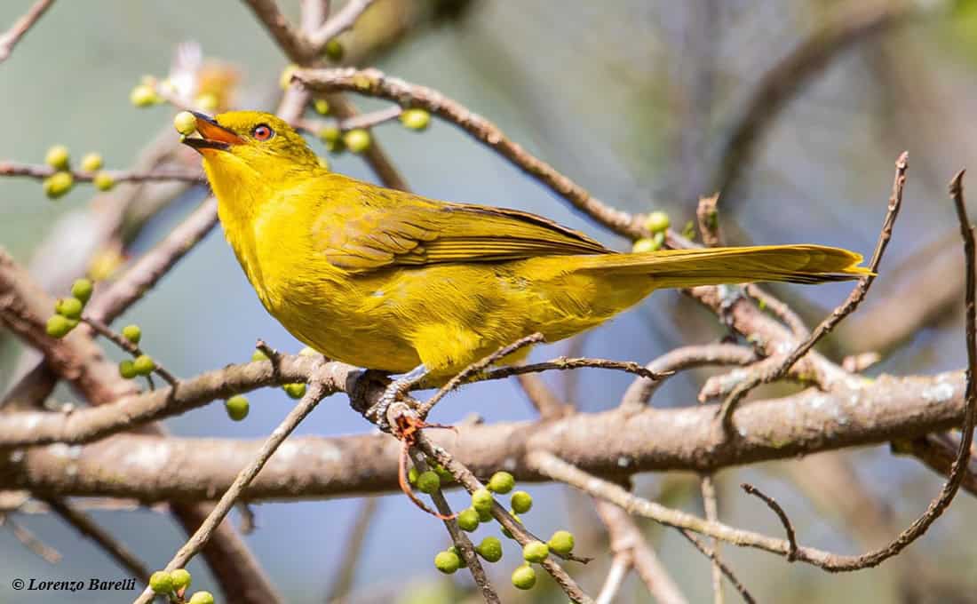 Greenbul
