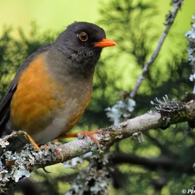 Thrush, Ground-thrush, Rufous Thrush in East Africa