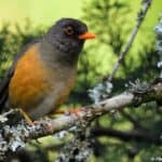 Drossel, Fuchsdrossel, Orangedrossel in Ostafrika