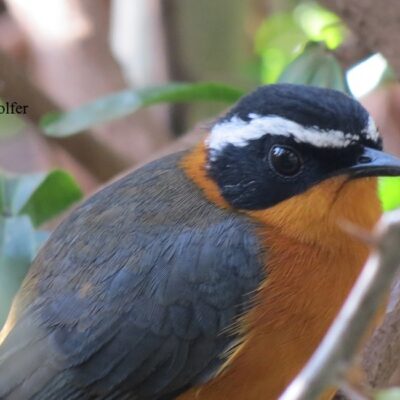 Robin-Chat, Akalat, Palm Thrush in East Africa