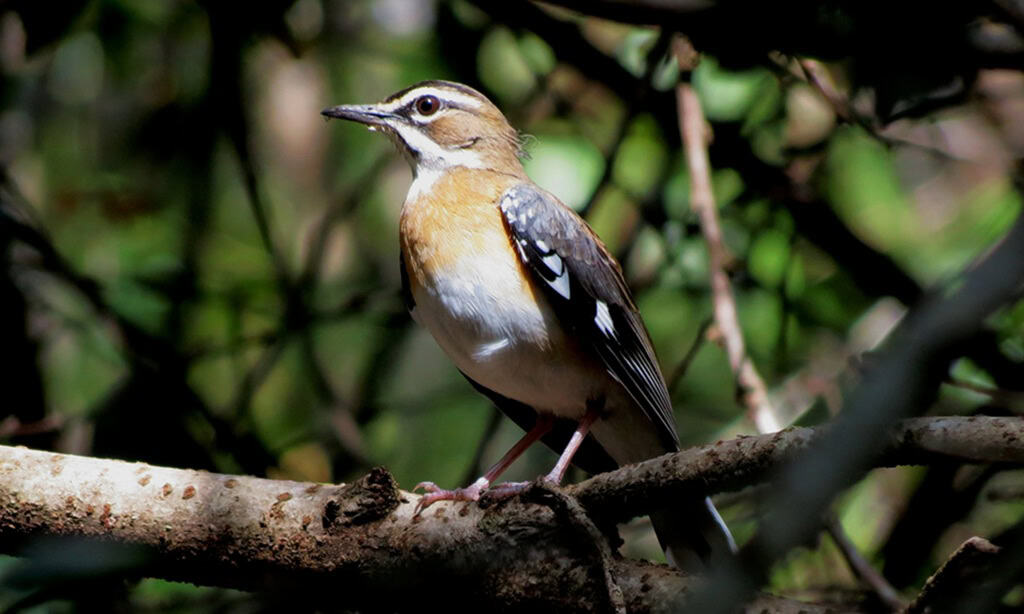 Streifenheckensänger