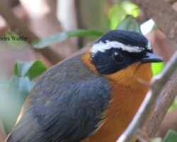 Rötel,  Nataldrossel, Muscicapidae in Ostafrika