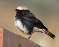 Irania, Nightingale, Wheatear – Old world flycatchers East Africa