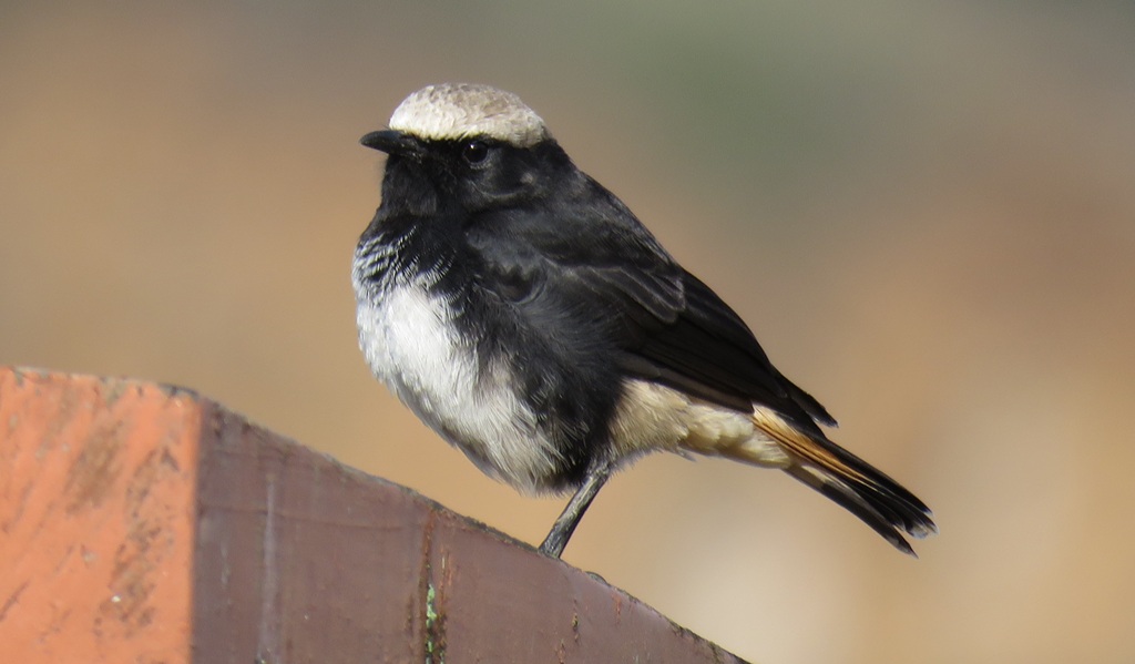 Wheatear